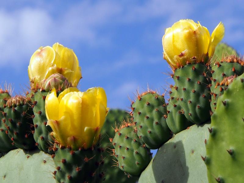 Opuntia ficus-indica.jpg